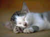 mao017.jpg (32676 ֽ)